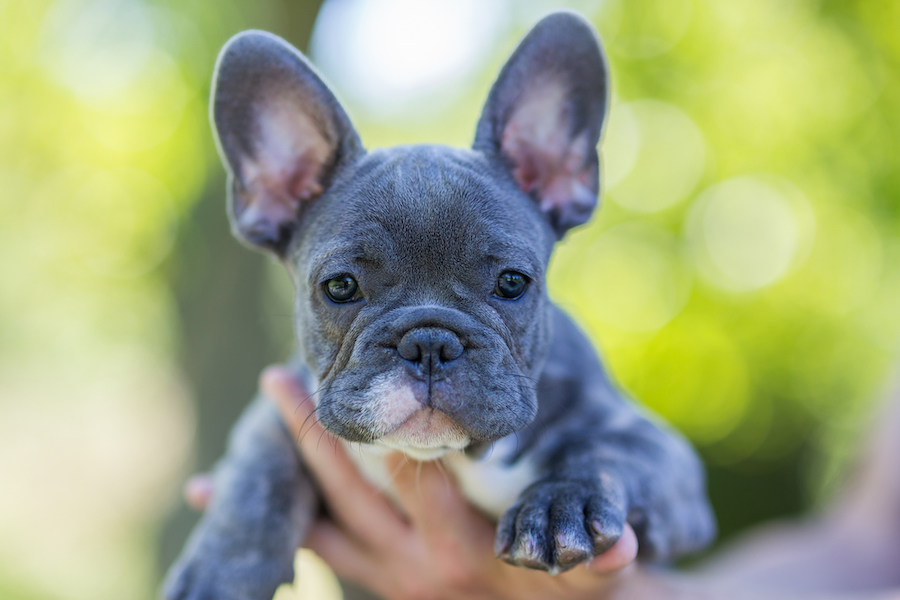 French Bulldogs are now the most popular dog breed in the U.S., unseating the Labrador Retriever's ...