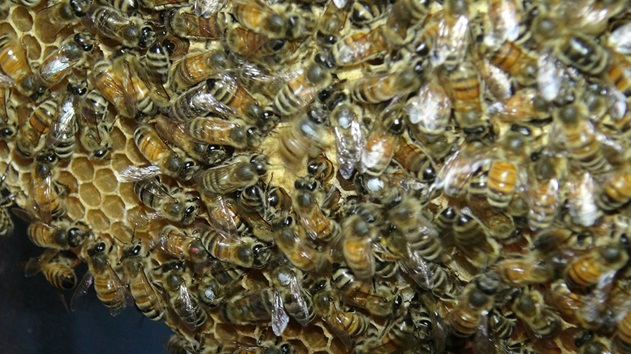 A honeybee (center) performs a waggle dance, according to a new study. The bee is blurry because sh...