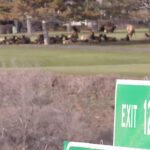Sunday is moving day for a herd of elk that has been hanging out at the Salt Lake Country Club since late January. (KSL TV)