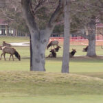 Sunday is moving day for a herd of elk that has been hanging out at the Salt Lake Country Club since late January. (KSL TV)