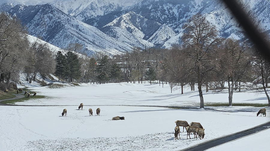 A herd of some 80 elk found solace at a golf course in Salt Lake City. The elk returned to the golf...