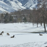 A herd of some 80 elk found solace at a golf course in Salt Lake City. The elk returned to the golf course just a week after they were relocated to the canyon. (Serena Chavez)