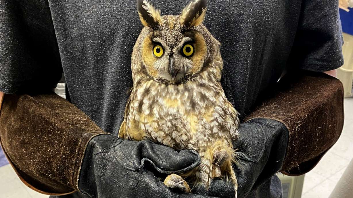 A long-eared owl is cared for at the Wildlife Rehabilitation Center of Northern Utah in Ogden. The ...