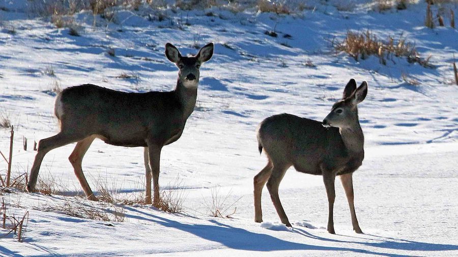 A Utah mule deer, protected and managed in wildlife management areas. (Utah Division of Wildlife Re...
