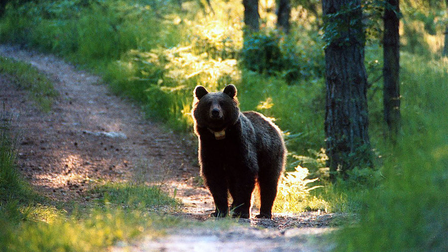 The female bear who killed a jogger gets a stay of execution in Italy. The bear known by Italy's Na...