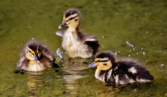 FILE: baby ducks...