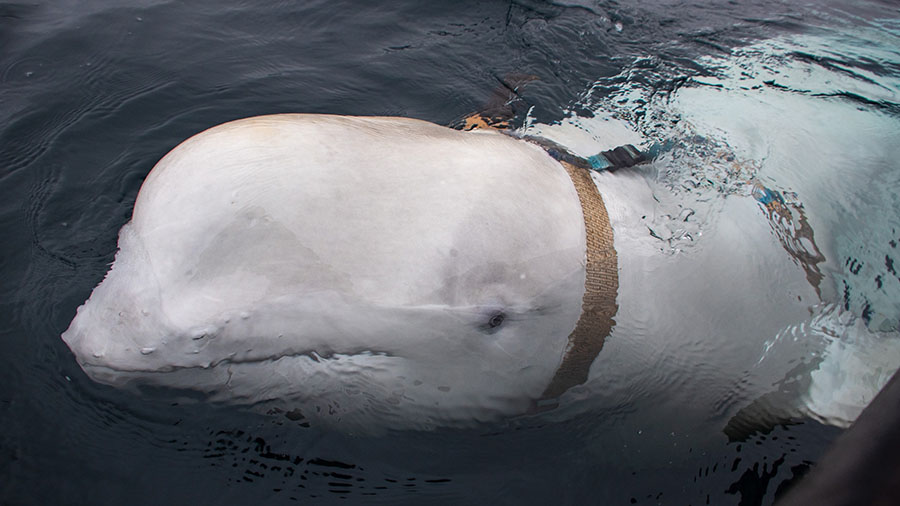 A beluga whale widely speculated to be an alleged Russian “spy” has entered Swedish waters, acc...