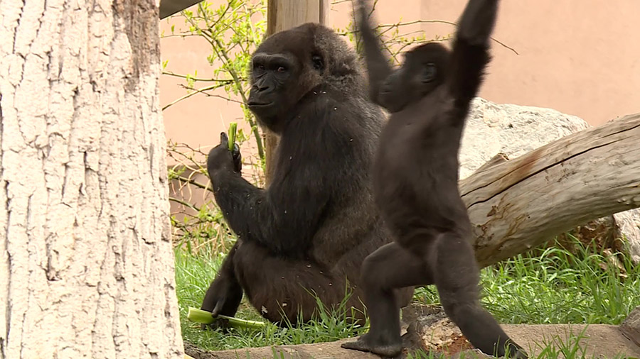 The Hogle Zoo gorillas. (KSLTV)...