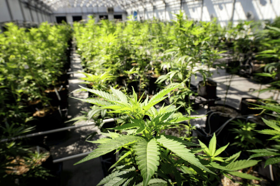 FILE - Marijuana plants grow at a Minnesota Medical Solutions greenhouse on May 5, 2015, in Otsego,...