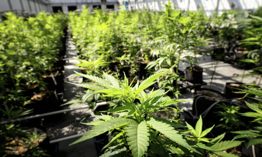 FILE - Marijuana plants grow at a Minnesota Medical Solutions greenhouse on May 5, 2015, in Otsego,...