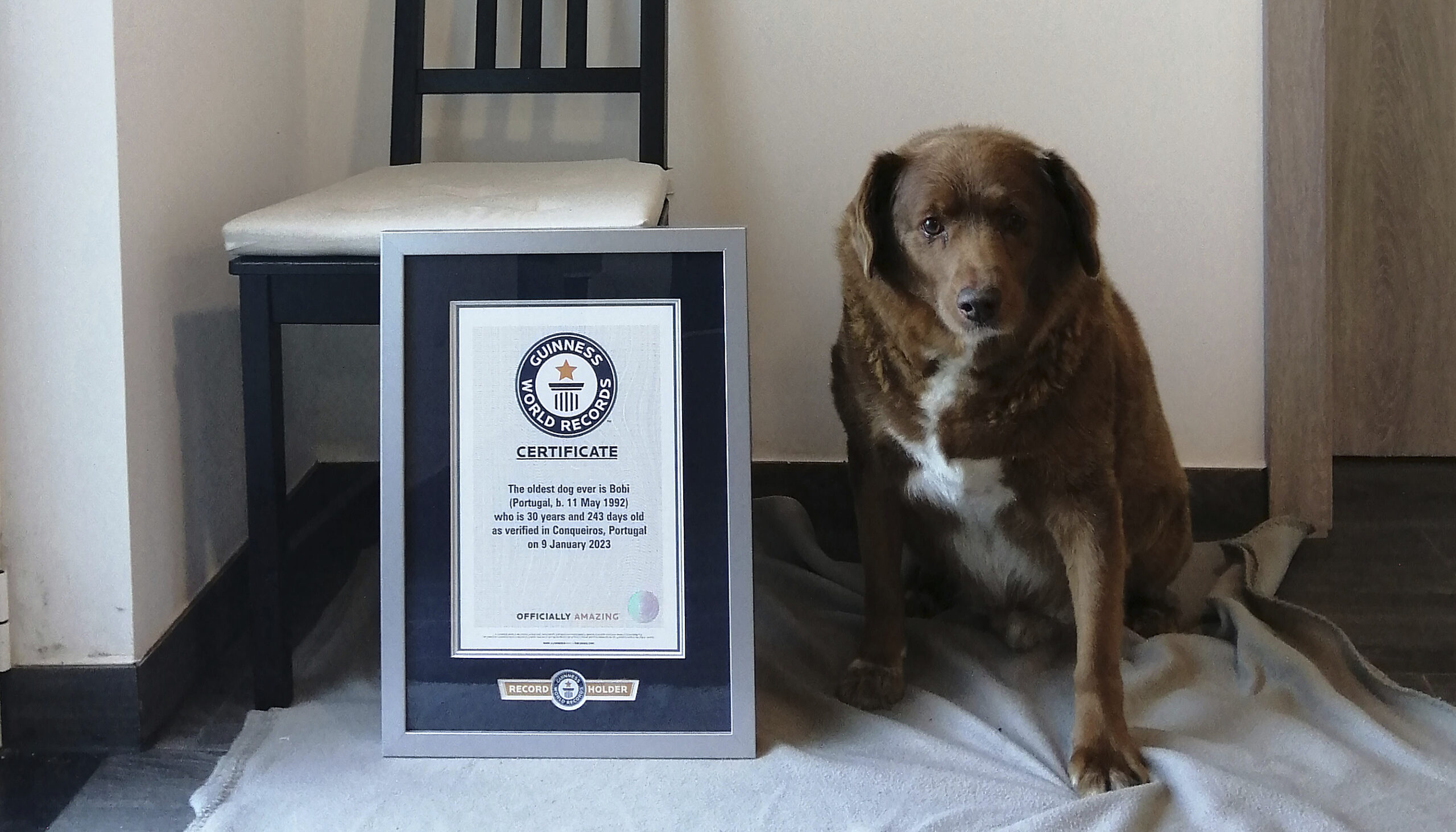 This image provided by Guinness World Records shows Bobi. Guinness World Records says the world’s...