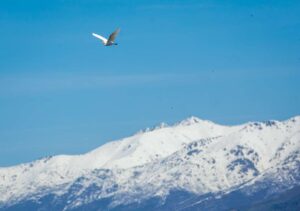 flying snowy egret