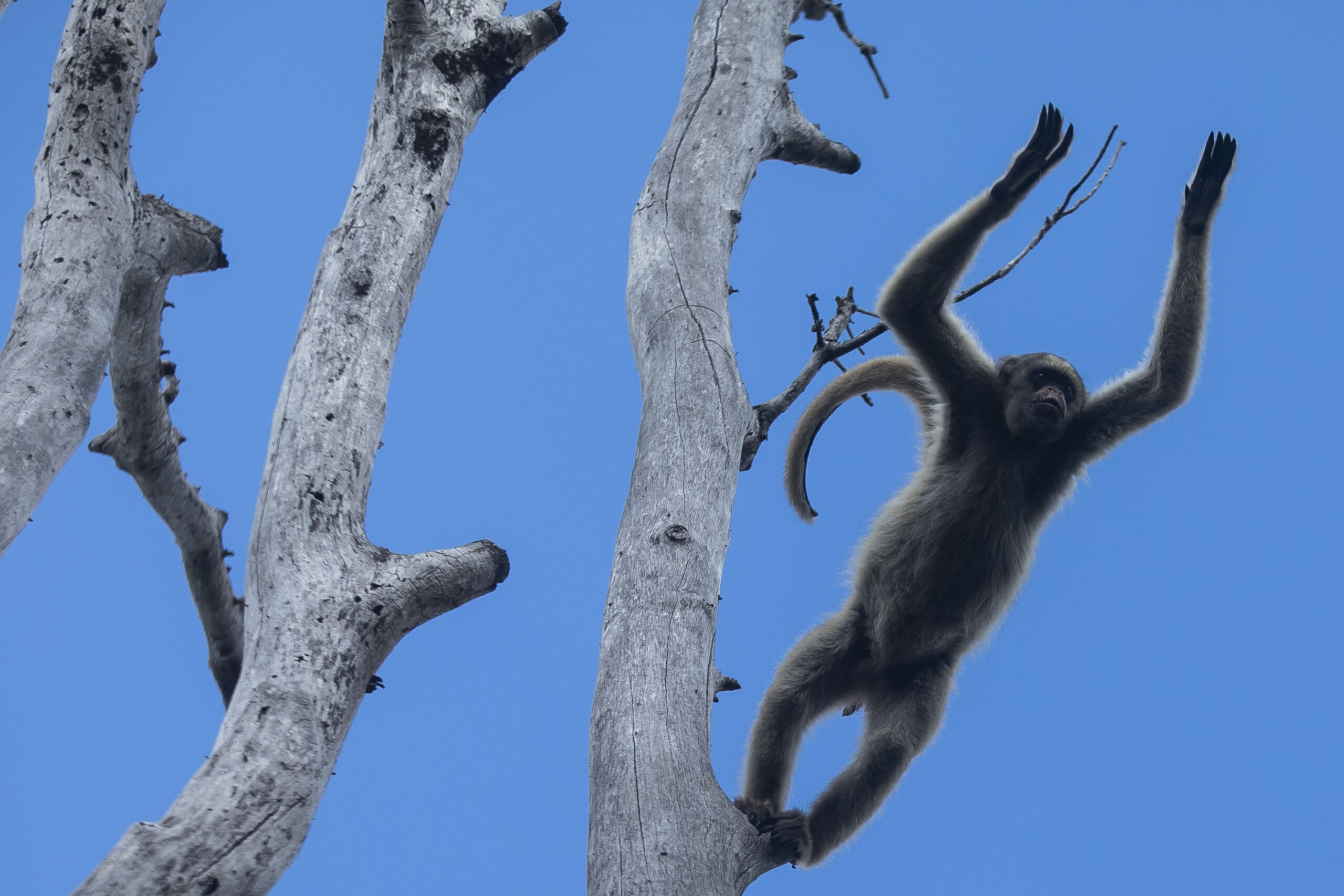 FILE: A northern muriqui monkey jumps from a tree at the Feliciano Miguel Abdala Natural Heritage P...