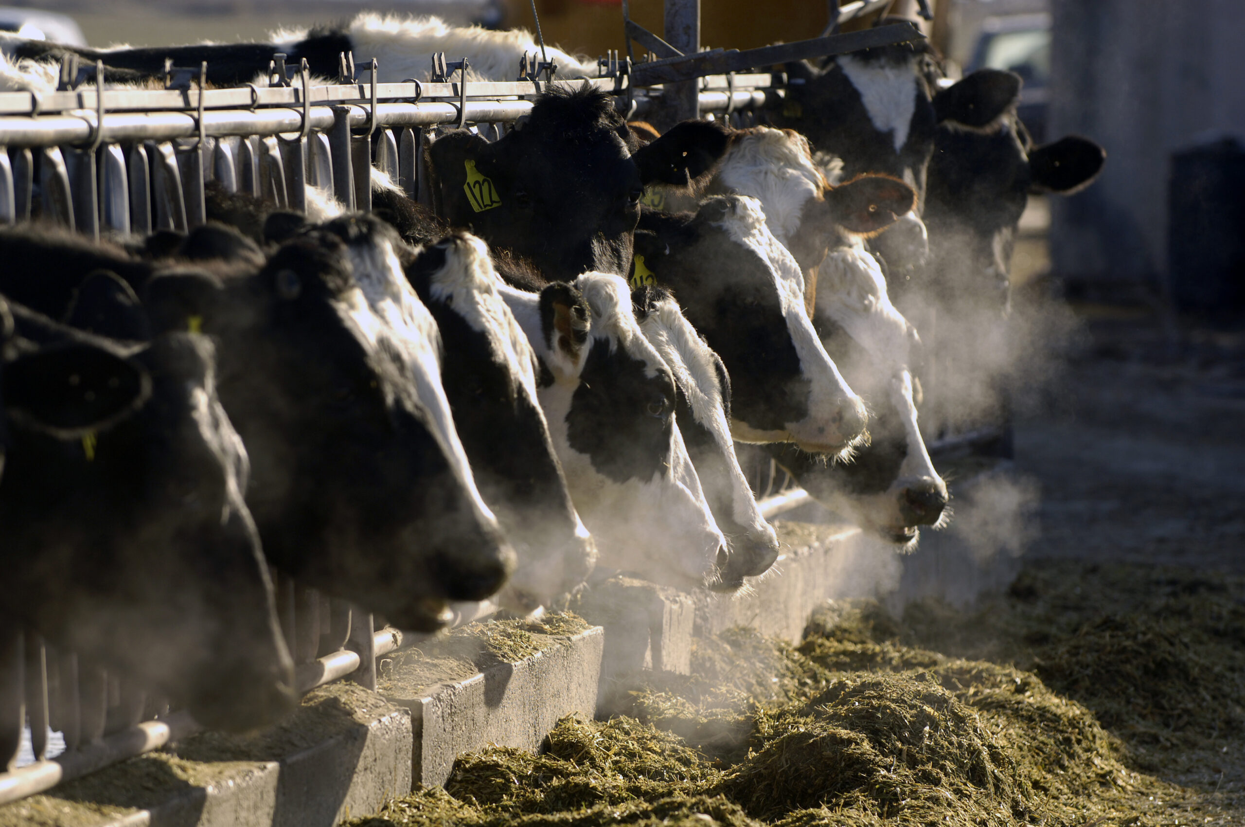 FILE- A line of Holstein dairy cows feed through a fence at a dairy farm outside Jerome, Idaho, on ...