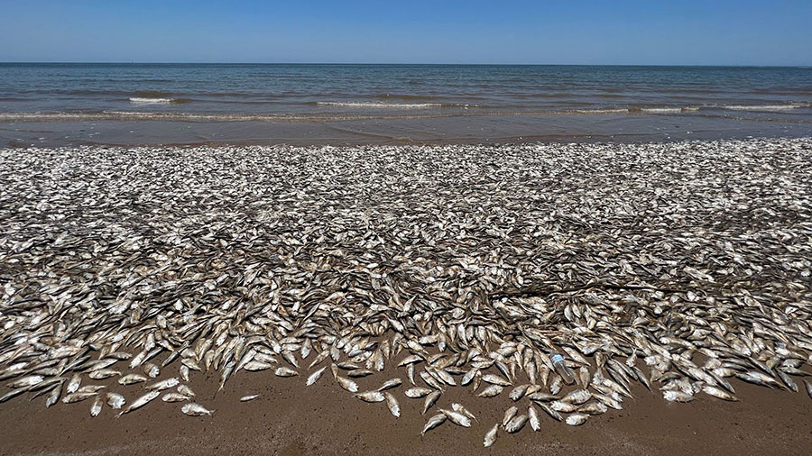 Dead fish are washed up on the shore at Quintana Beach County Park in Quintana, Texas, on Friday, J...