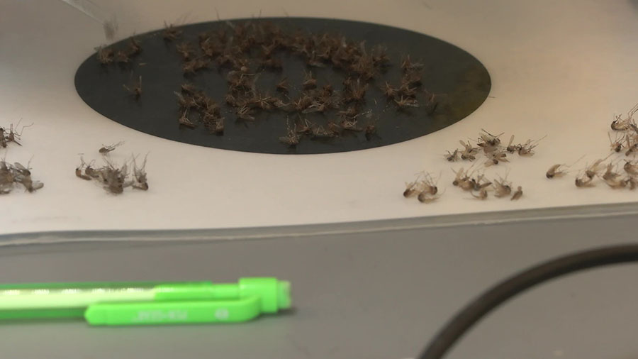 Salt Lake City Abatement District researchers looking at Utah mosquitos. (Shelby Lofton/KSL TV)...