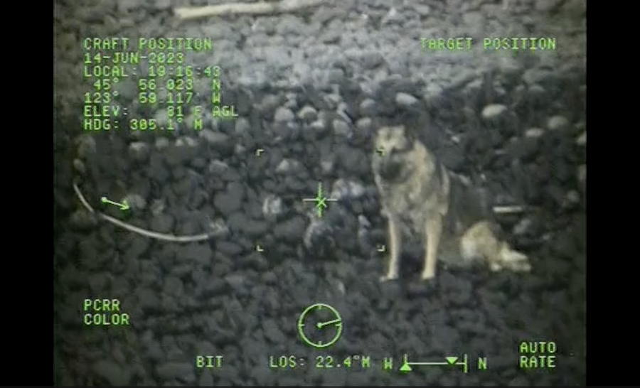 Screenshot of video released by the U.S. Coast Guard Air Station Astoria before members hoist a dog...