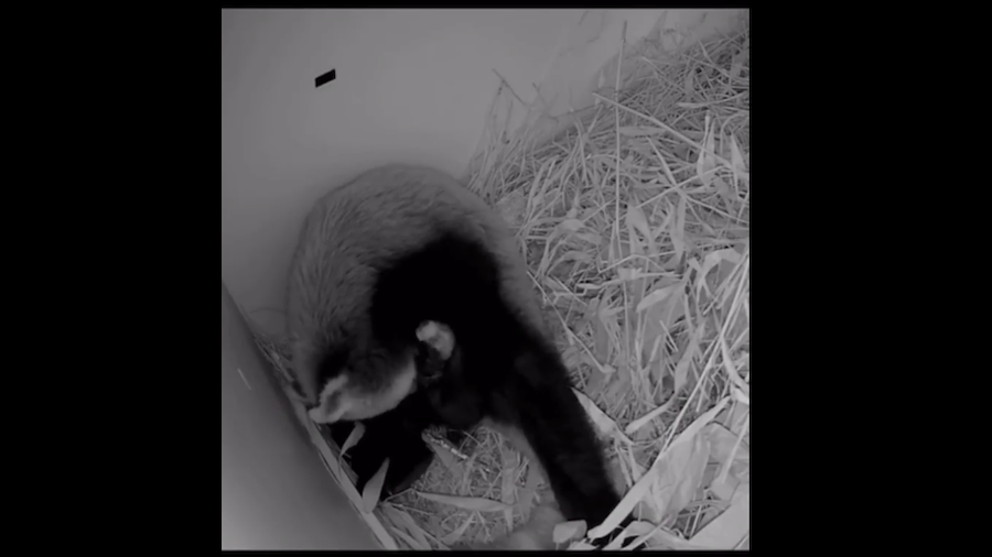 Zookeepers say red panda Priya and her cub are healthy, and are meeting all the important milestone...