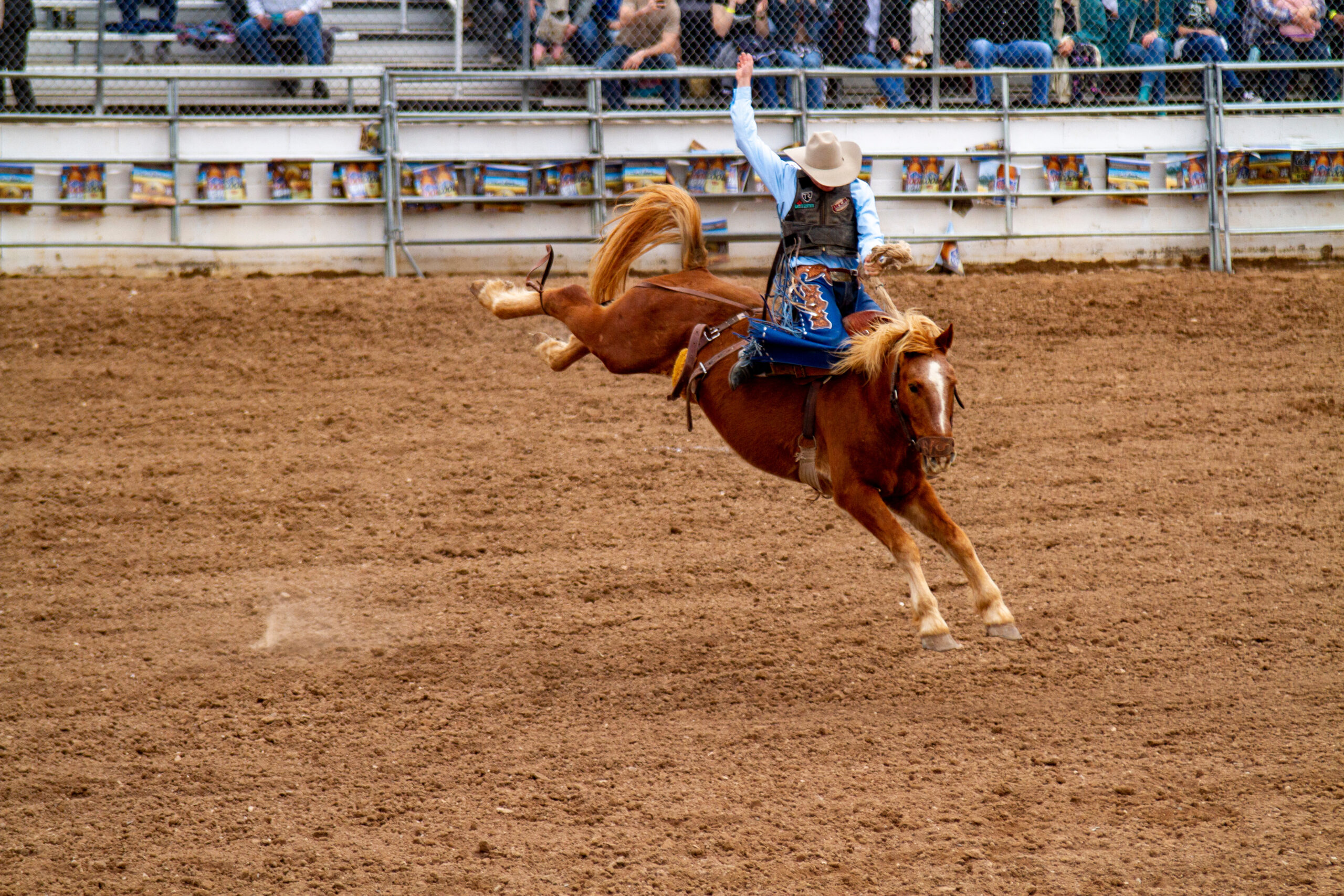 rodeo contestant on a saddle bronc...
