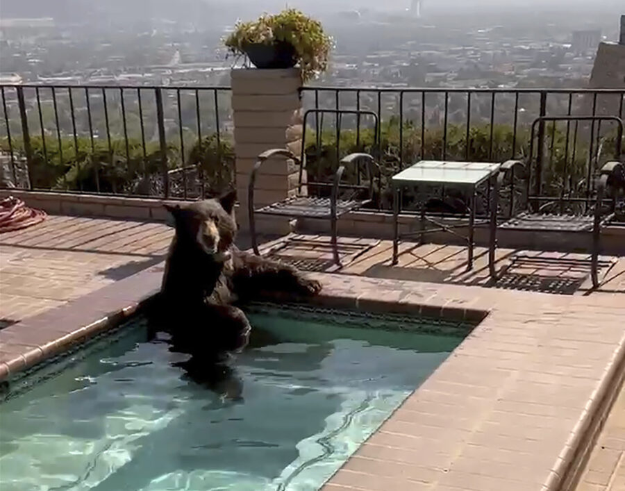 In this image taken from video provided by the Burbank Police Department, a bear sits in a jacuzzi ...