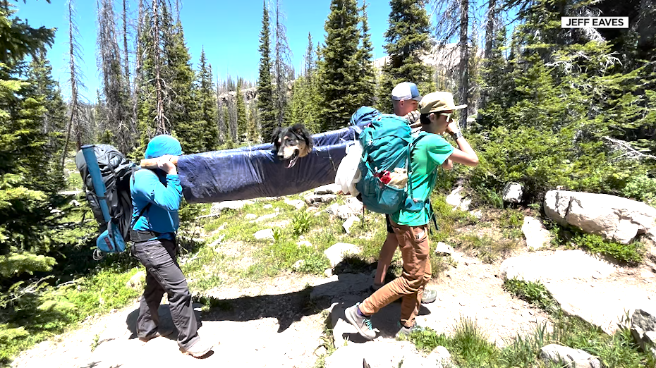 Using tarp and zip ties around two logs, the group took turns carrying Otis (Courtesy: Jeff Eaves)...
