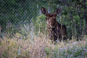 Moose in South Weber