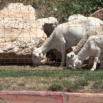 The goats at work on the  Oakridge Elementary school grounds. (Meghan Thackery/ KSL TV)