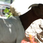 The goats at work on the  Oakridge Elementary school grounds. (Meghan Thackery/ KSL TV)