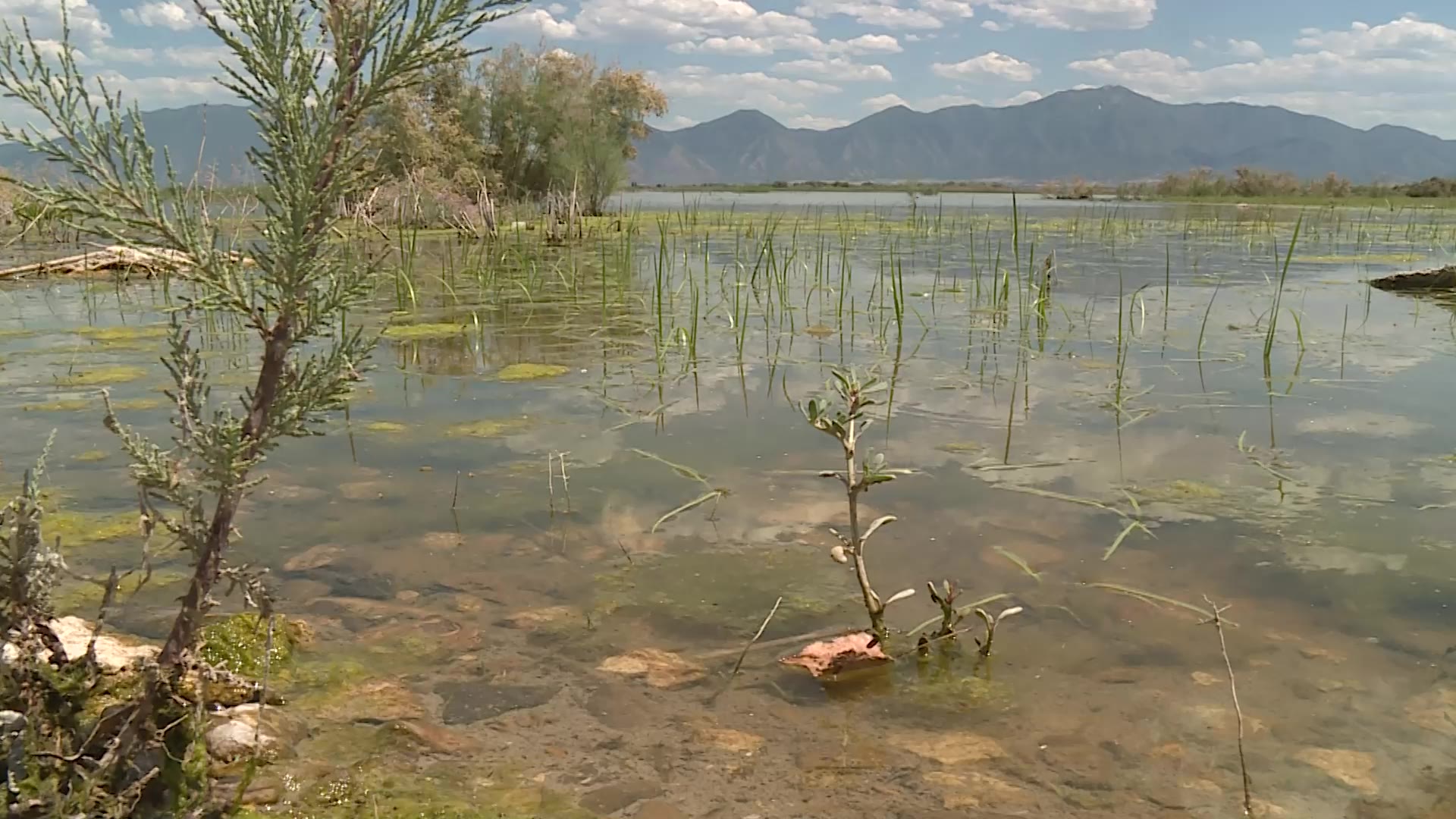 The harmful algae in certain parts of the Utah Lake. (KSL TV)...
