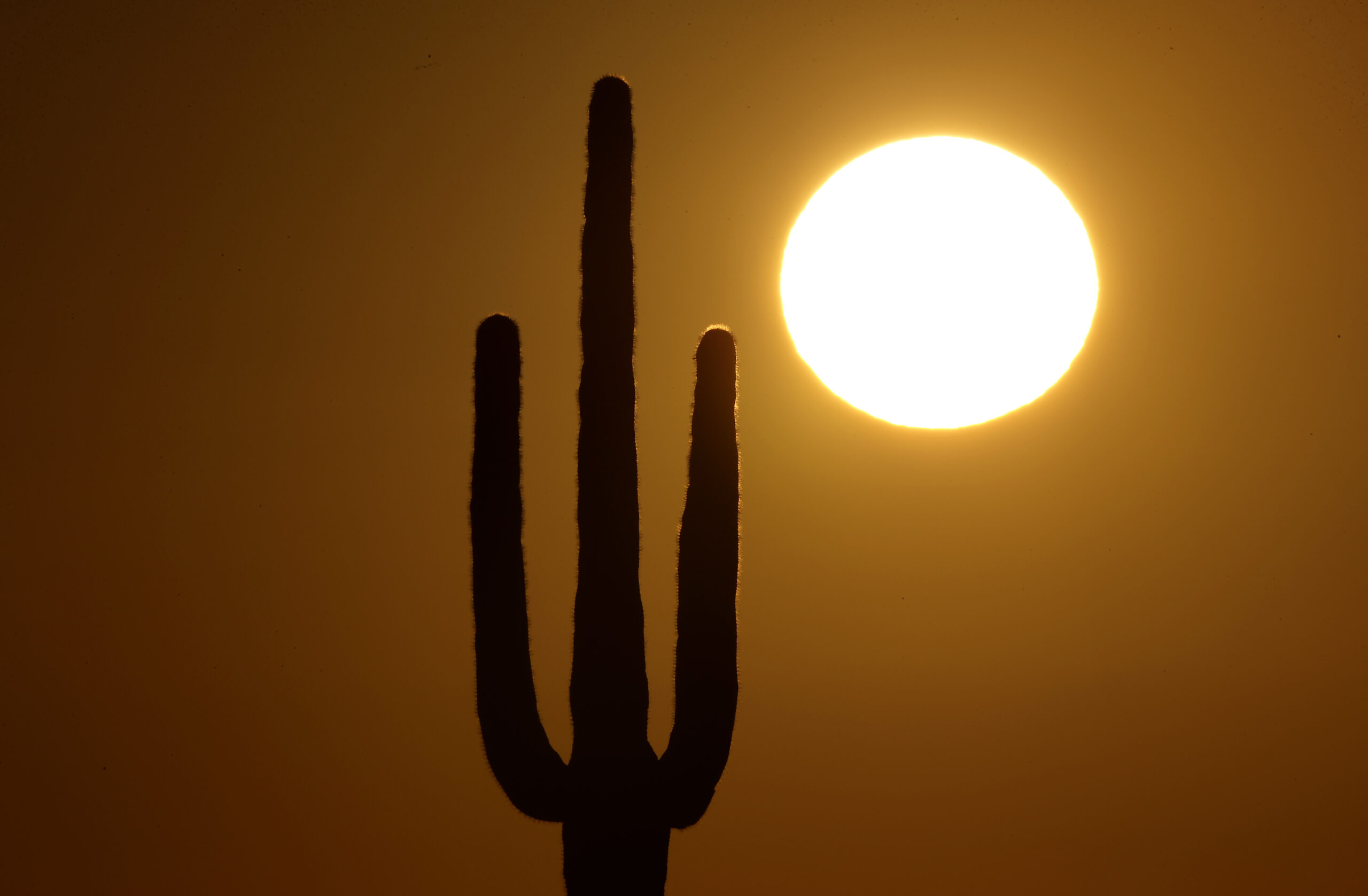 FILE - A saguaro cactus stands against the rising sun Monday, Feb. 22, 2016, in the desert north of...