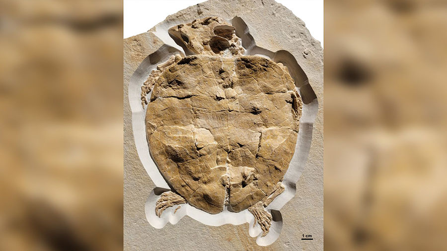 The preserved fossil of Solnhofia parsonsi dates to the Upper Jurassic Period. The specimen was exc...