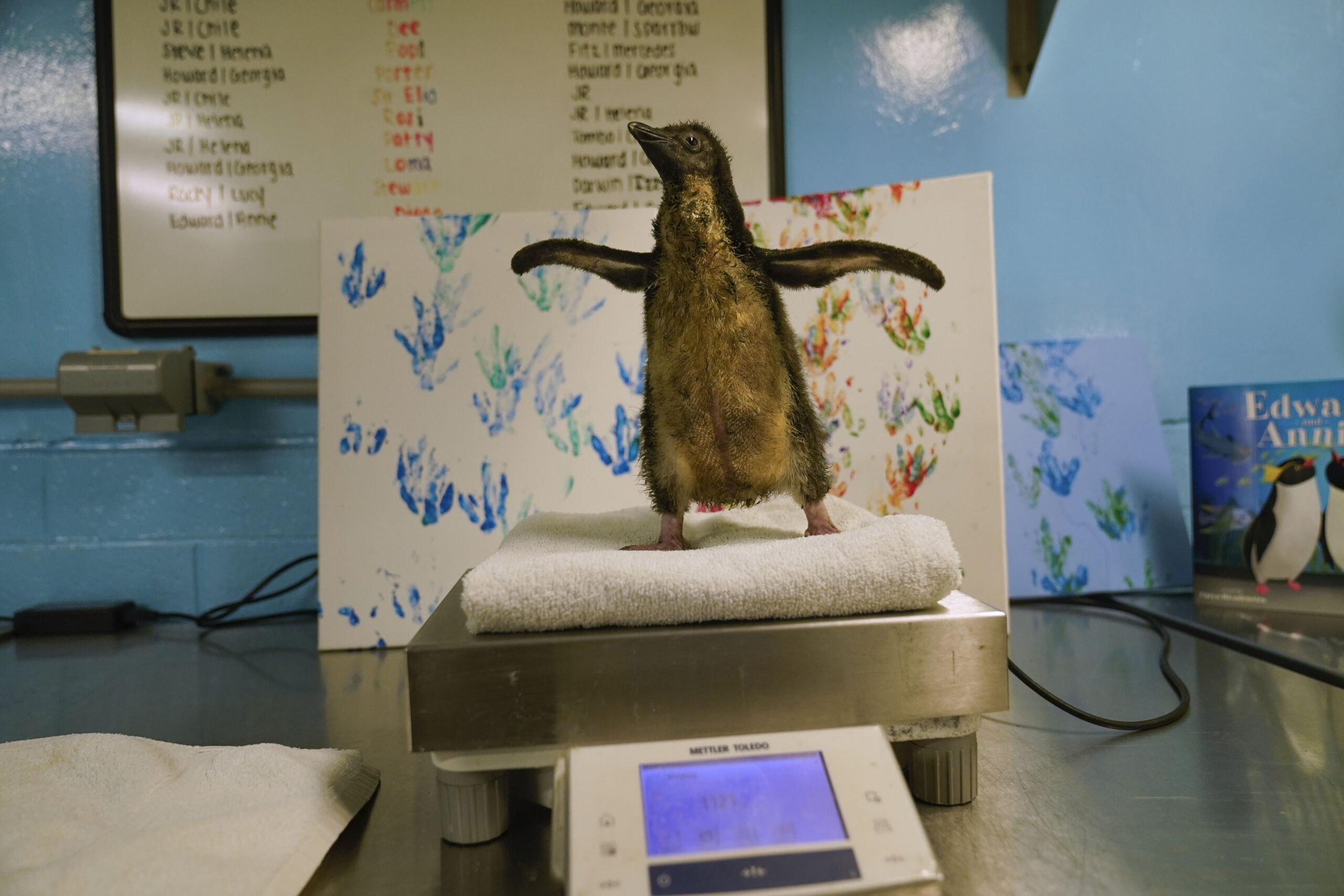 The newest member of Shedd Aquarium's penguin population, a southern rockhopper chick who hatched o...