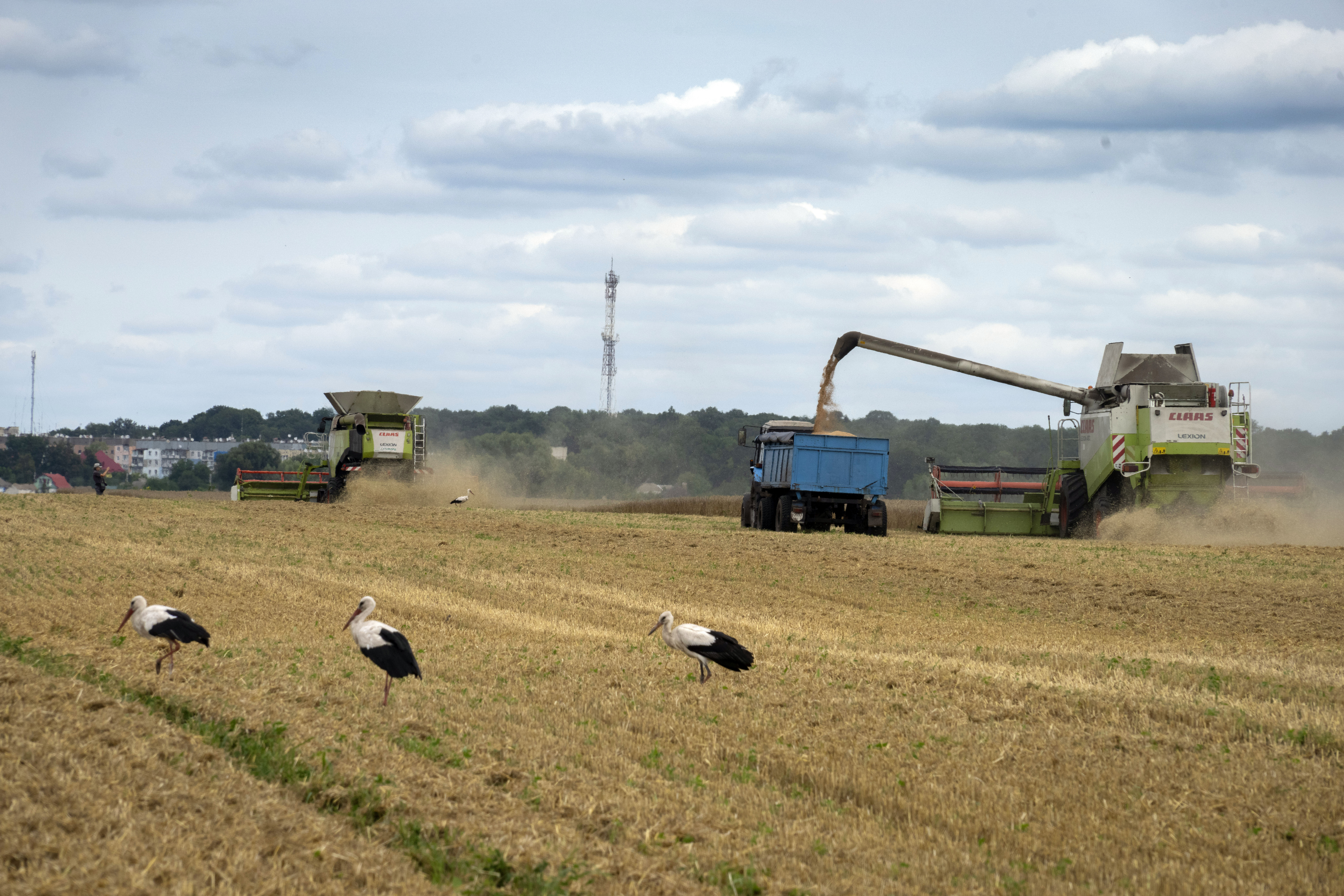 FILE - Storks walk in front of harvesters in a wheat field in the village of Zghurivka, Ukraine, on...