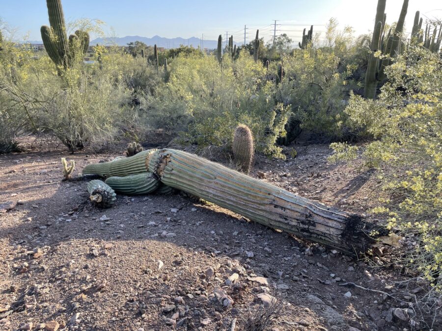 Saguaro cactuses that are stressed by extreme weather and lack of water can begin to rot from the i...