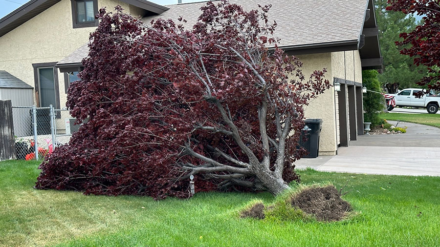 Winds in Spanish Fork uprooted a tree. (Courtesy: Georgina Crotts)...