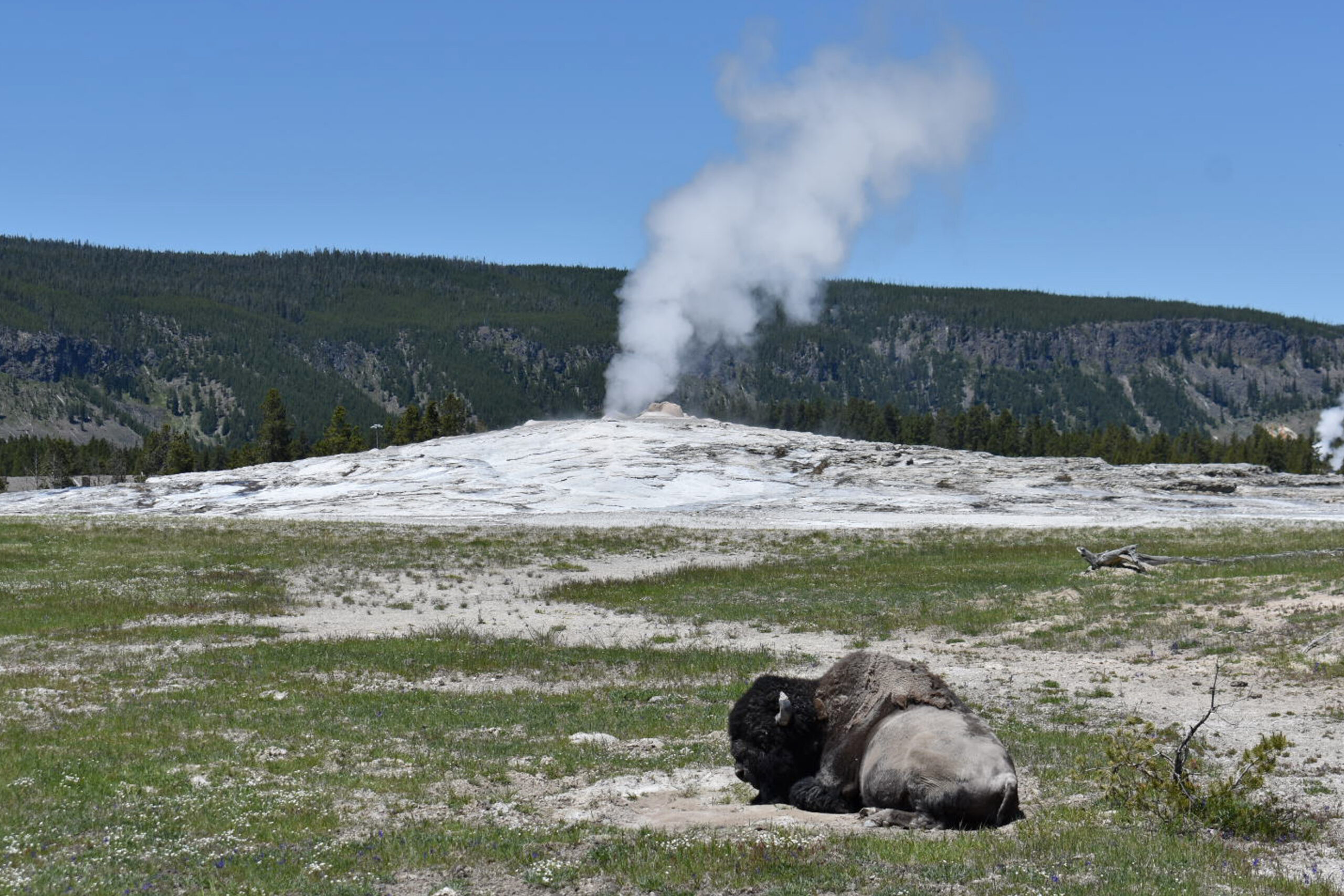FILE - A bison lies down on the ground in front of the Old Faithful geyser in Yellowstone National ...