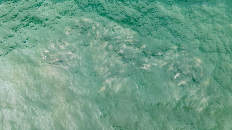 A school of approximately 50 sharks was captured by a drone Tuesday morning near Robert Moses State...