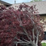 Strong winds uproot tree in Spanish Fork, Utah, on July 3, 2023.   Utah is expecting high winds again Thursday and Friday. (Georgina Crotts)