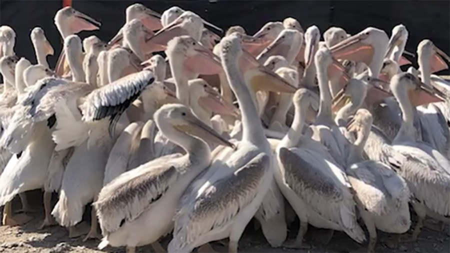 Great Salt Lake pelicans...