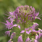 A pollinator garden at the I-15 rest stop in Perry is part of a project to protect the bee population in Utah. (KSL TV)