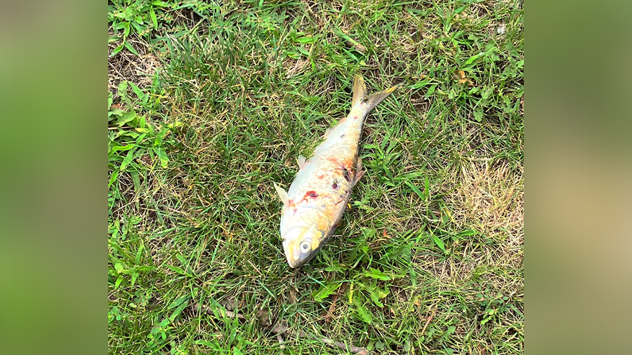 This fish, named Gilligan by the Sayreville Police Department, caused a power outage in Sayreville,...