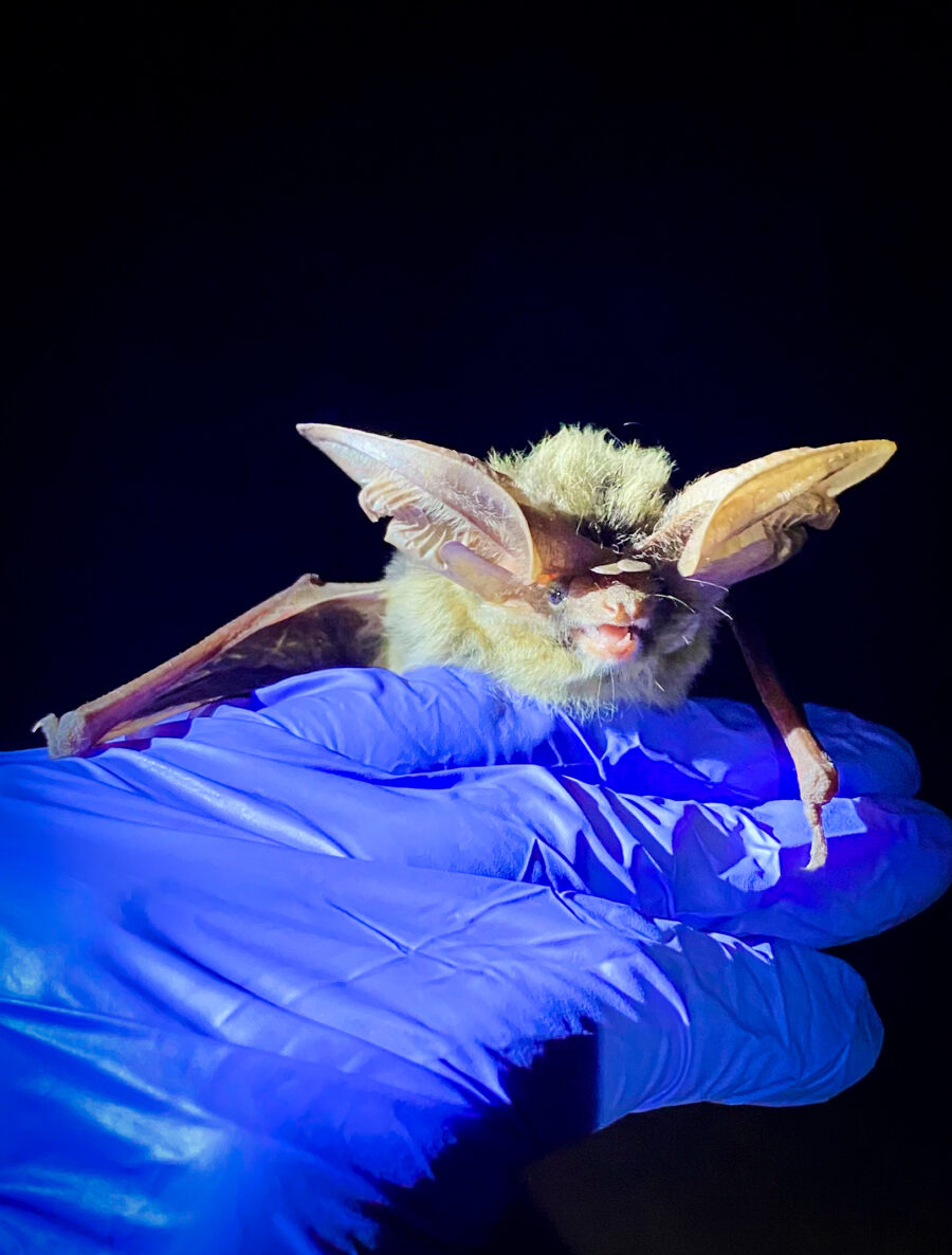Allen's Big Eared Bat (Utah Division of Wildlife Resources)...