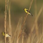 A female, left, and male American Goldfinch perch on stalks of tall grass, Tuesday, June 20, 2023, in Denton, Neb. North America's grassland birds are deeply in trouble 50 years after adoption of the Endangered Species Act, with numbers plunging as habitat loss, land degradation and climate change threaten what remains of a once-vast ecosystem. (AP Photo/Joshua A. Bickel)
