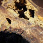 MISSOULA, MONTANA - SEPTEMBER 19: A fire scars, one from the year 1756, are noted on a cross section from a juniper tree that is being studied at the U.S. Forest Service Missoula Fire Sciences Laboratory September 19, 2019 in Missoula, Montana. Part of the Fire, Fuel and Smoke Science Program at the Rocky Mountain Research Station, the lab is a state-of-the-art facility working to improve scientific understanding of wildland fire. According to the 2017 Montana Climate Assessment, the annual average temperatures in the state has increased 2.5 degrees Fahrenheit since 1950 and is projected to increase by approximately 3.0 to 7.0 degrees by midcentury. As climate change makes summers hotter and drier in the Northern Rockies, the annual forest fire season has nearly tripled since the mid-1970s, from 49 to 135 days. (Photo by Chip Somodevilla/Getty Images)