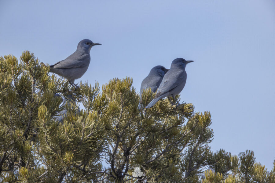 FILE - In this undated image provided by Christina M. Selby, three pinyon jays sit in a piñon tree...