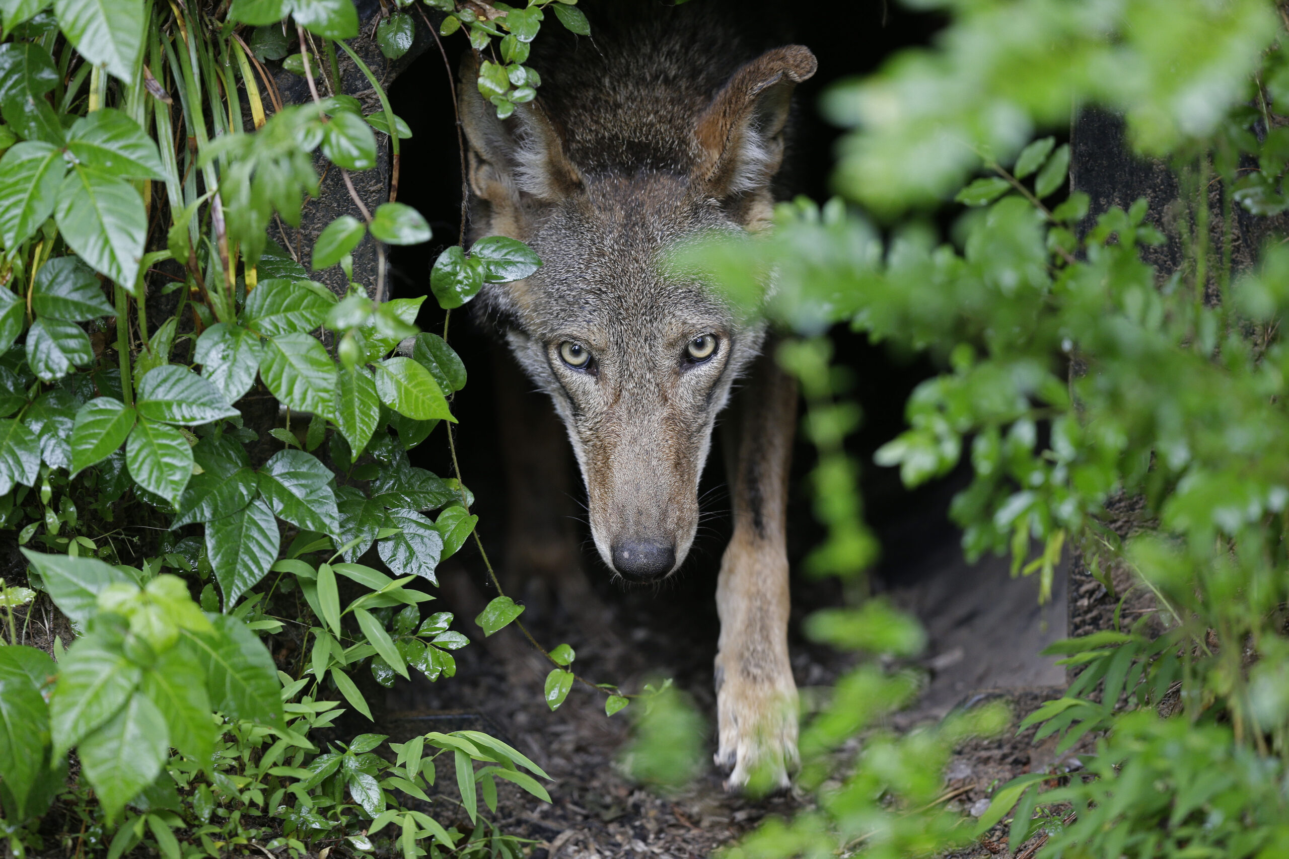 FILE - A female red wolf emerges from her den sheltering newborn pups at the Museum of Life and Sci...
