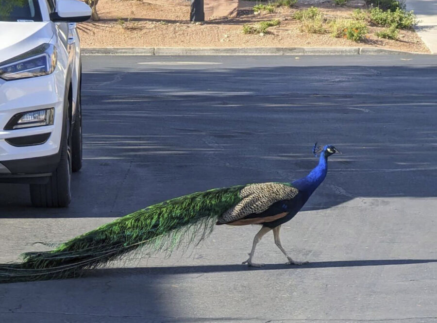 This undated photo provided by Felicity Carter shows Pete, a Las Vegas neighborhood peacock that wa...