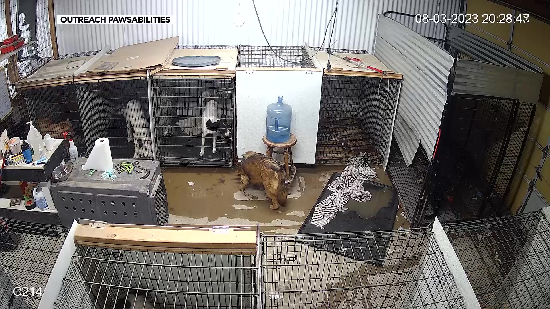 Security footage of the dogs in their kennels as the flood water crept into the shelter. (Courtesy:...