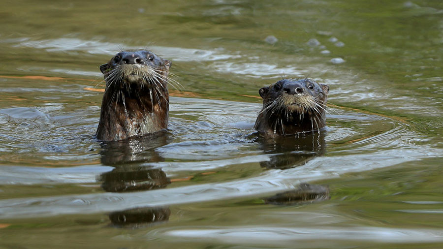PONTE VEDRA BEACH, FLORIDA - MARCH 10: Two otters swim during a practice round prior to The PLAYERS...
