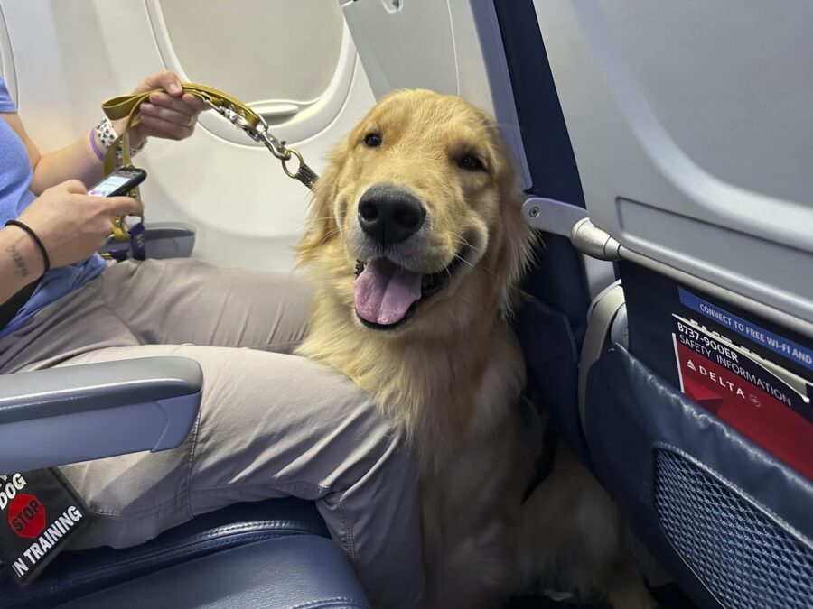 A puppy sits on an airplane during a training exercise held at Detroit Metropolitan Airport Tuesday...